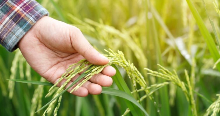 Hạt lúa nếp non