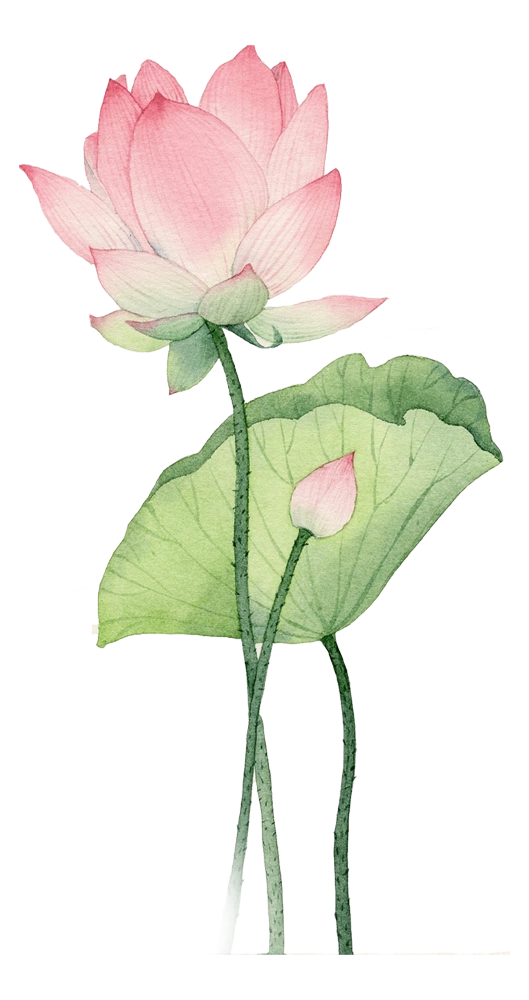 lotus-top-mb