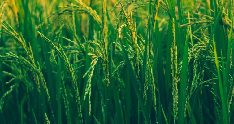 Quy trình làm cốm 1: Chọn lúa tốt
